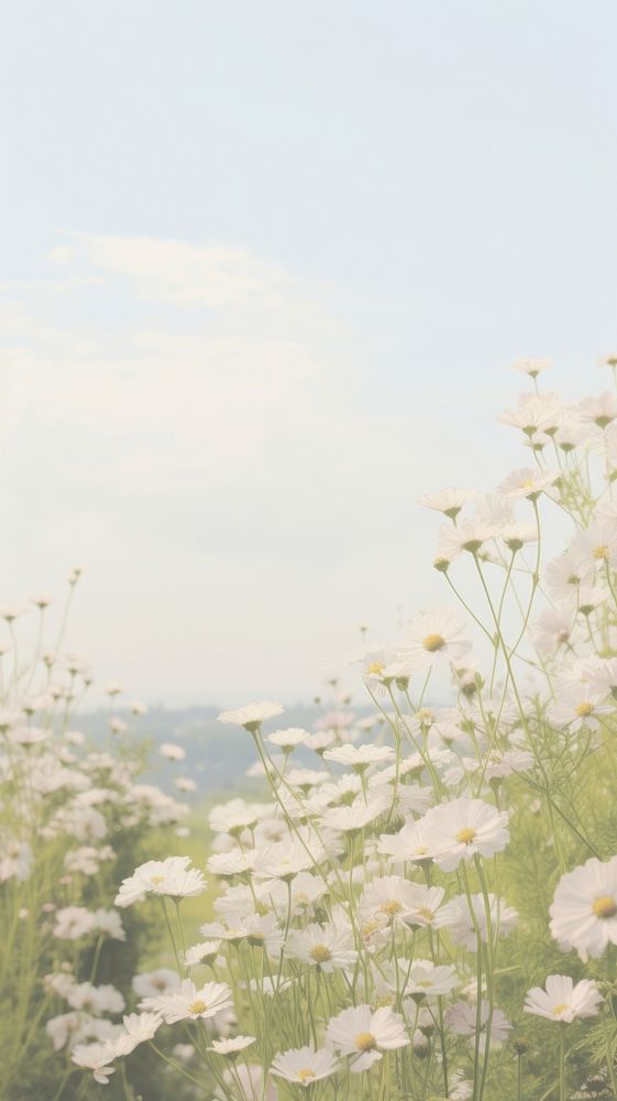 Aesthetic white flower landscape wallpaper outdoors blossom nature.