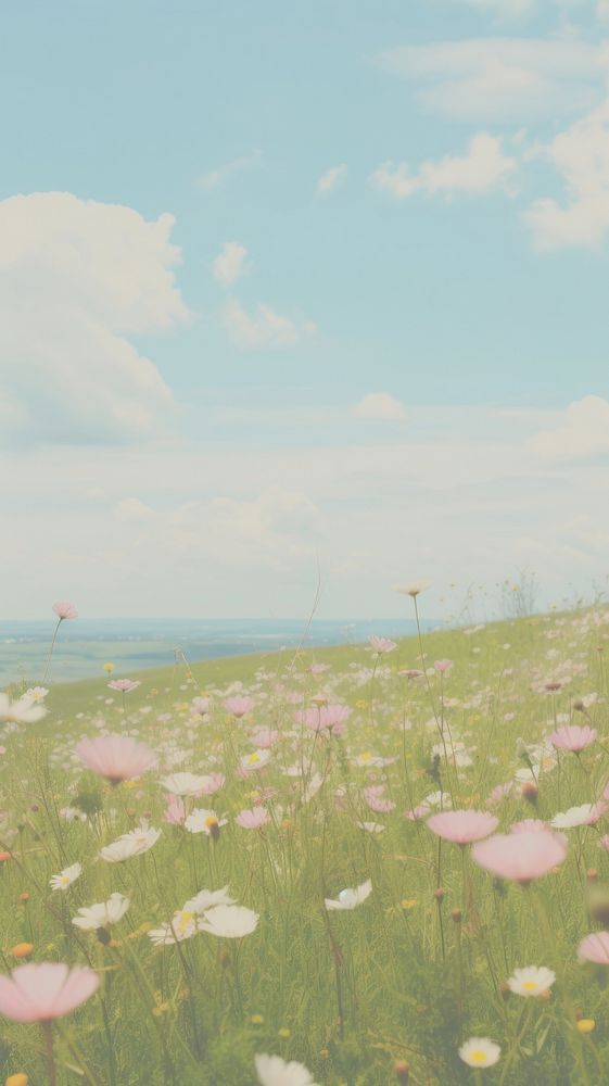 Aesthetic wildflower landscape wallpaper grassland outdoors horizon.