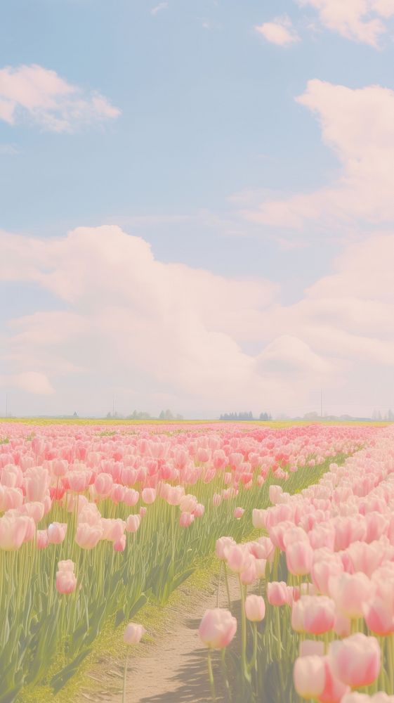 Aesthetic tulip field landscape wallpaper | Free Photo - rawpixel