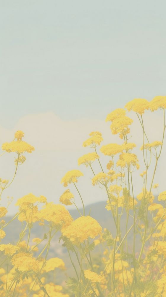 Aesthetic yellow flowers landscape wallpaper outdoors nature plant.