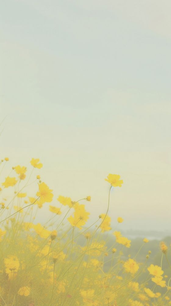 Aesthetic yellow flowers landscape wallpaper grassland outdoors nature.