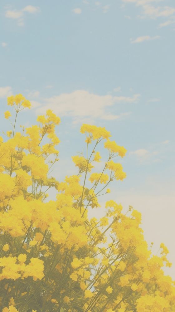 Aesthetic yellow flowers landscape wallpaper outdoors blossom nature.