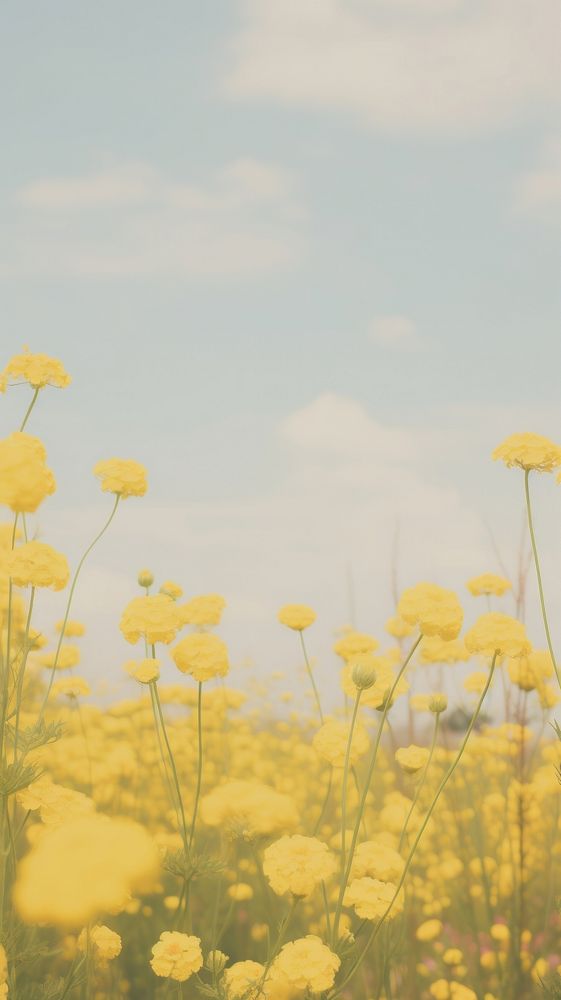 Aesthetic yellow flowers landscape wallpaper grassland outdoors blossom.