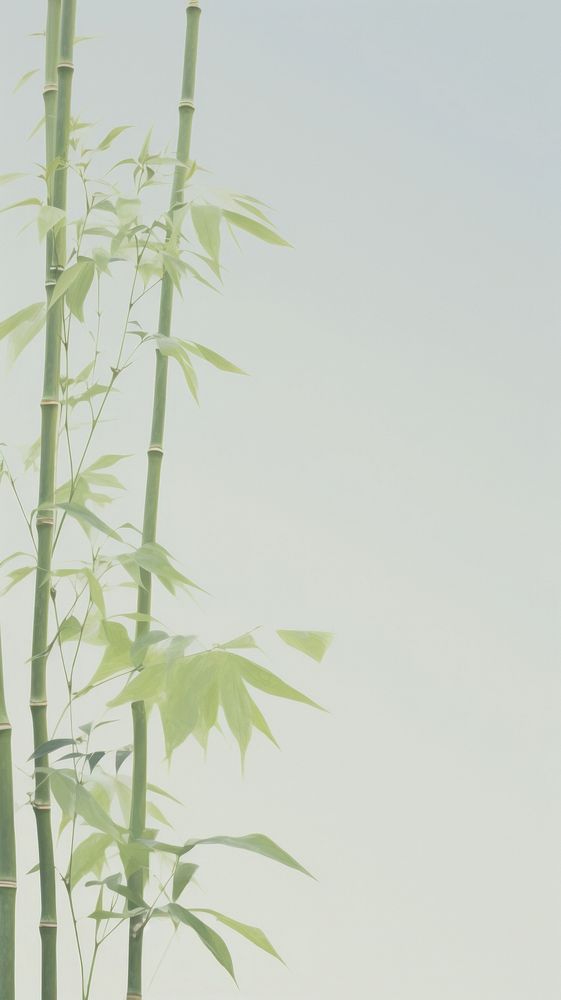 Esthetic bamboo landscape wallpaper plant tranquility backgrounds.