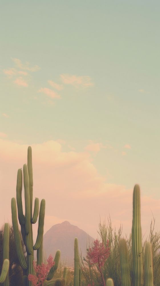 Photo esthetic cactus landscape wallpaper outdoors nature plant.