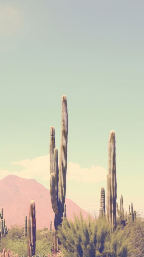 Photo esthetic cactus landscape wallpaper outdoors nature plant.