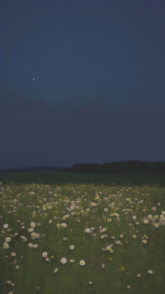 Esthetic flower field nighttime landscape wallpaper grassland outdoors nature.