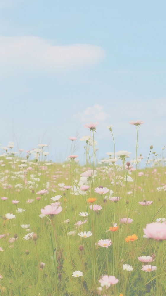 Esthetic flower meadow landscape wallpaper grassland outdoors blossom.