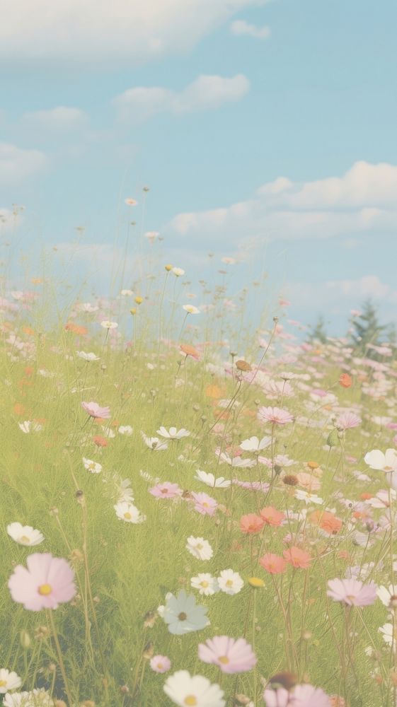 Esthetic flower meadow landscape wallpaper grassland outdoors blossom.