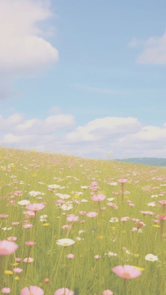 Esthetic flower meadow landscape wallpaper grassland outdoors horizon.