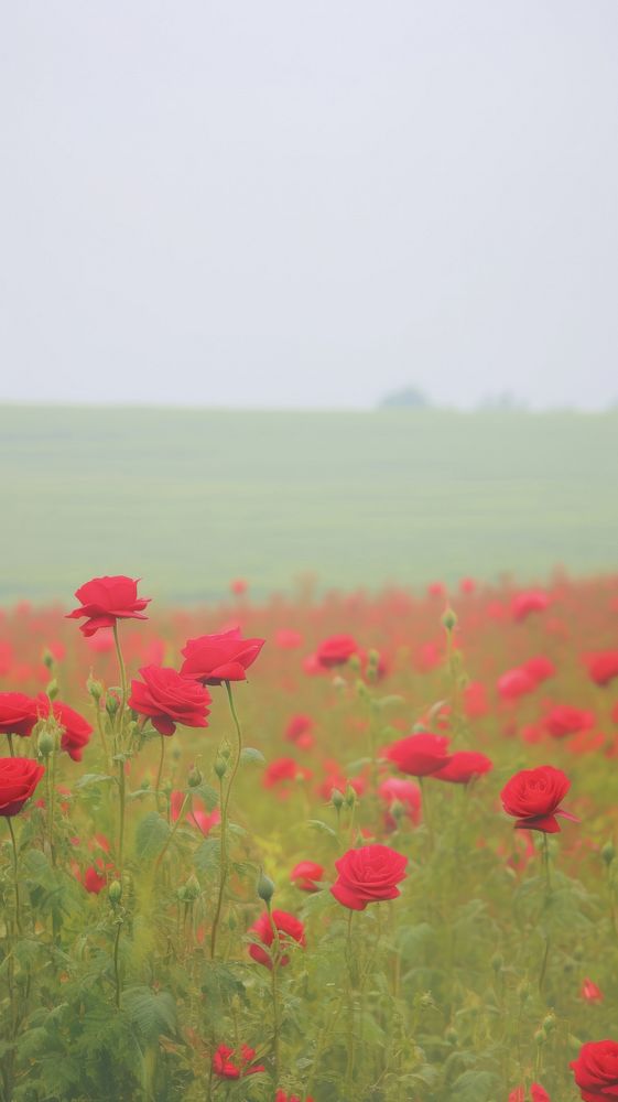 Esthetic red rose landscape wallpaper field grassland outdoors.