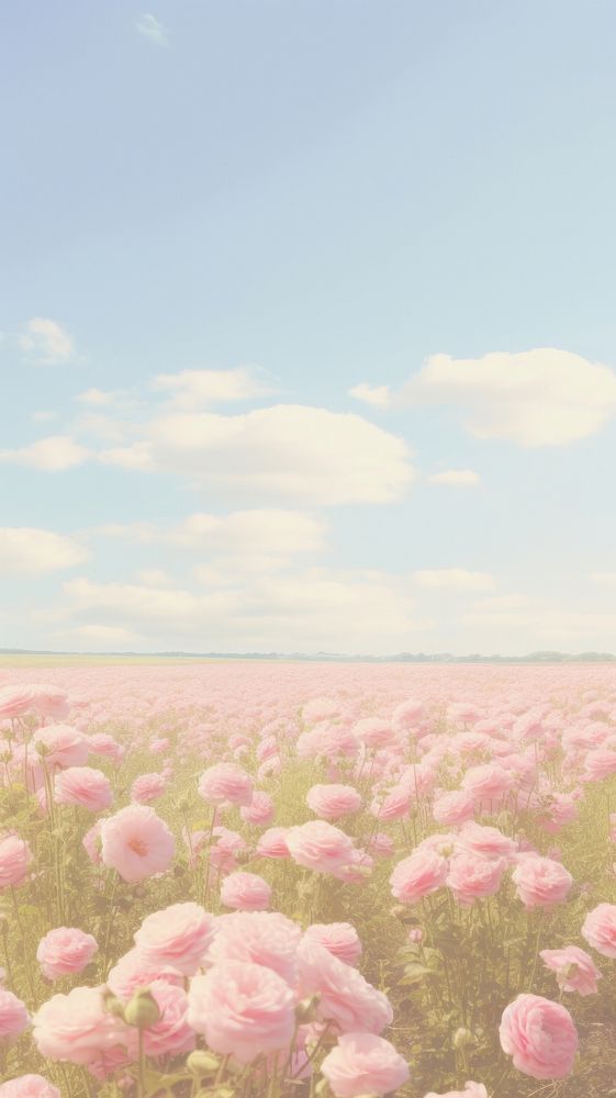 Esthetic rose field landscape wallpaper grassland outdoors horizon.