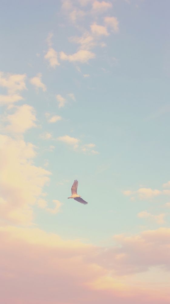 Esthetic sky with bird landscape wallpaper minimal outdoors nature flying.