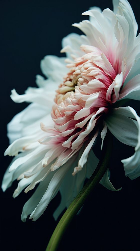  Flower blossom dahlia petal. AI generated Image by rawpixel.