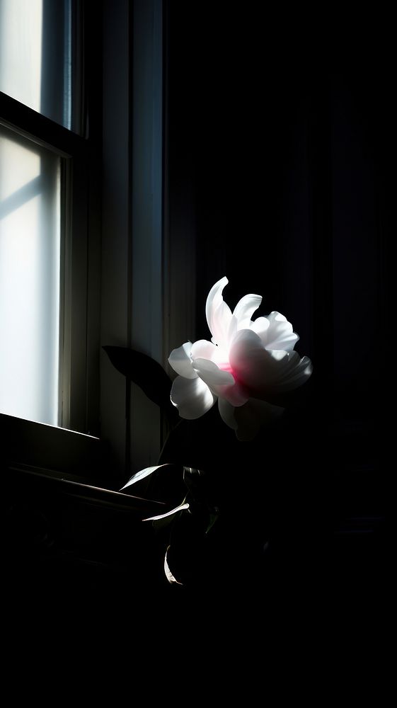  Flower windowsill petal reflection. AI generated Image by rawpixel.