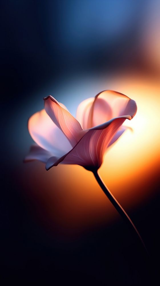  Flower petal plant light. AI generated Image by rawpixel.