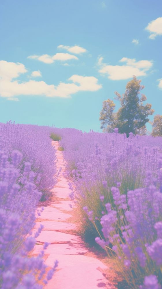  Lavender field landscape outdoors blossom. AI generated Image by rawpixel.