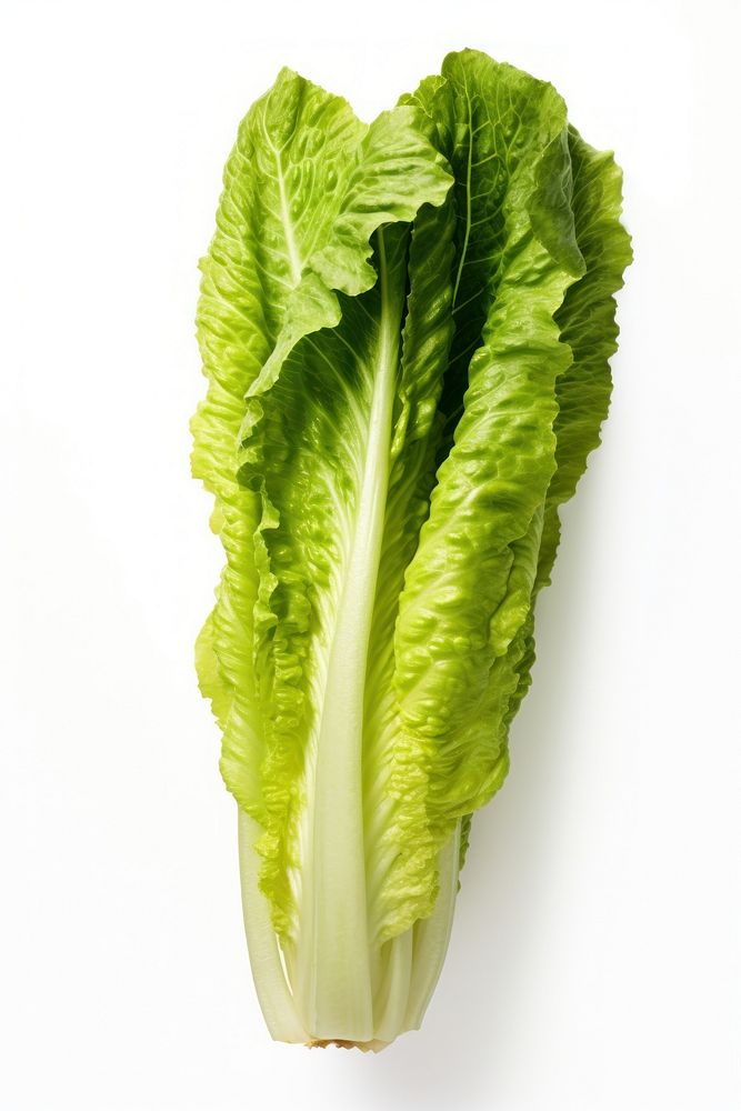 A head of romaine lettuce vegetable plant green.