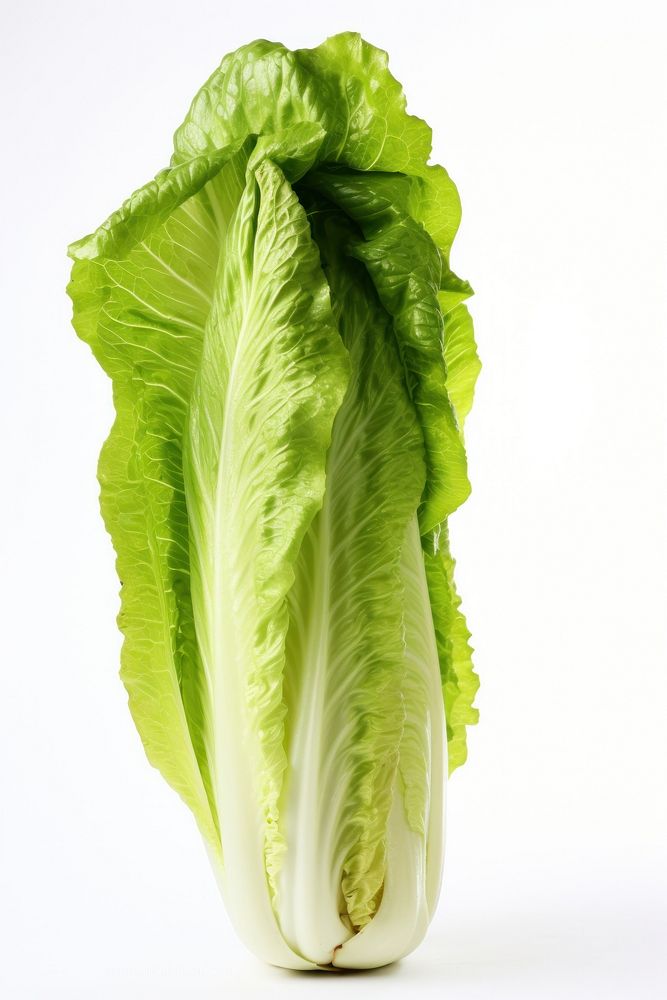 A head of romaine lettuce vegetable plant food.