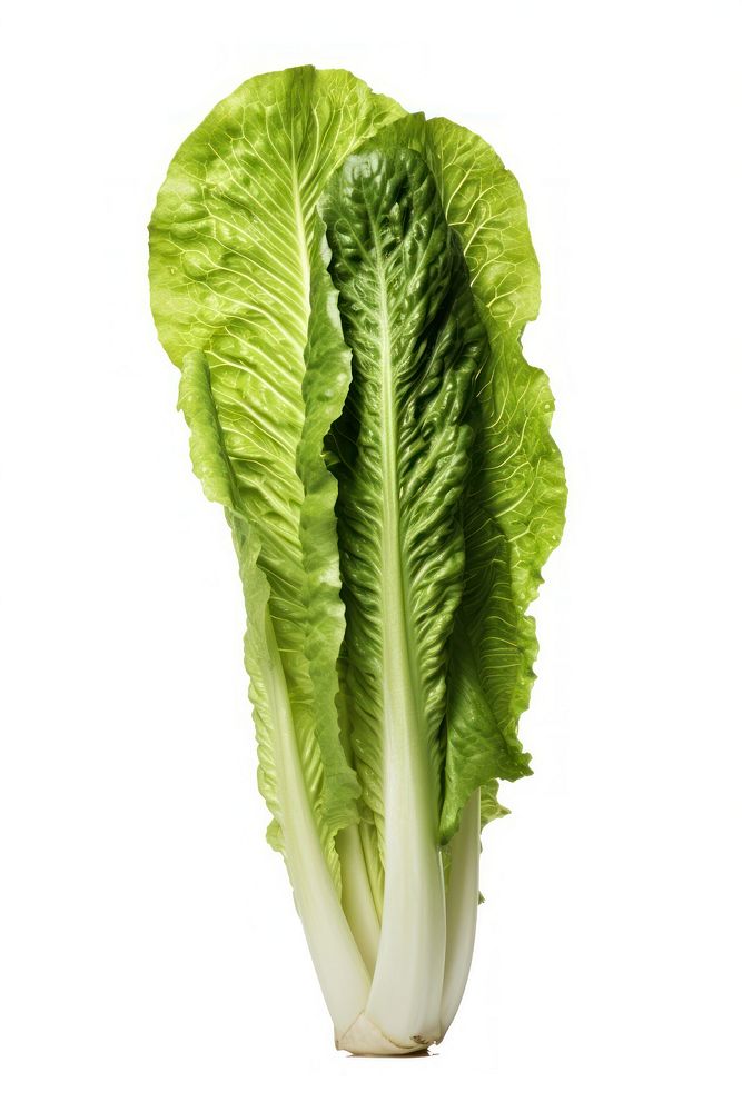 A head of romaine lettuce vegetable plant food.