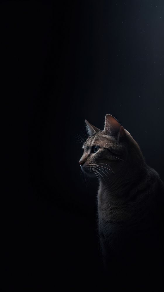  Cat animal mammal pet. AI generated Image by rawpixel.