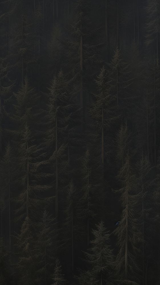  Dark pine forest nature plant black. AI generated Image by rawpixel.