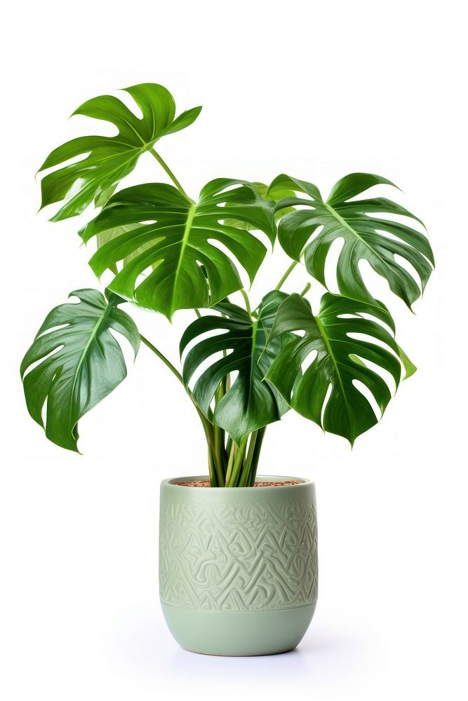 Monstera in a pot plant leaf vase.