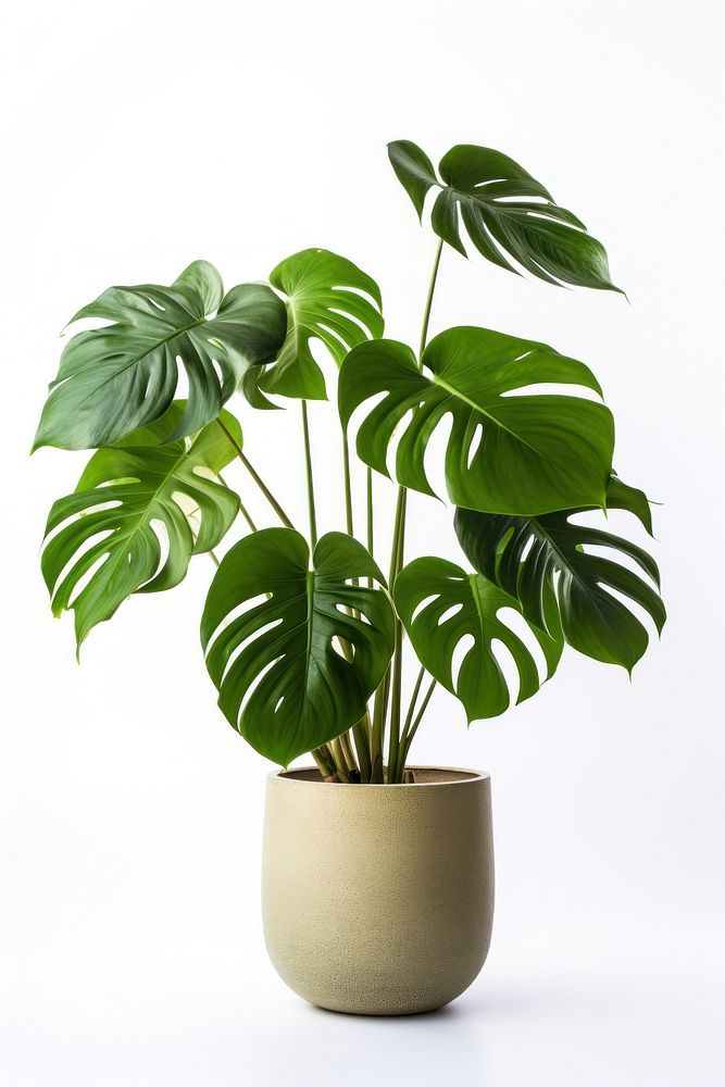 Monstera pot plant leaf vase. | Premium Photo - rawpixel