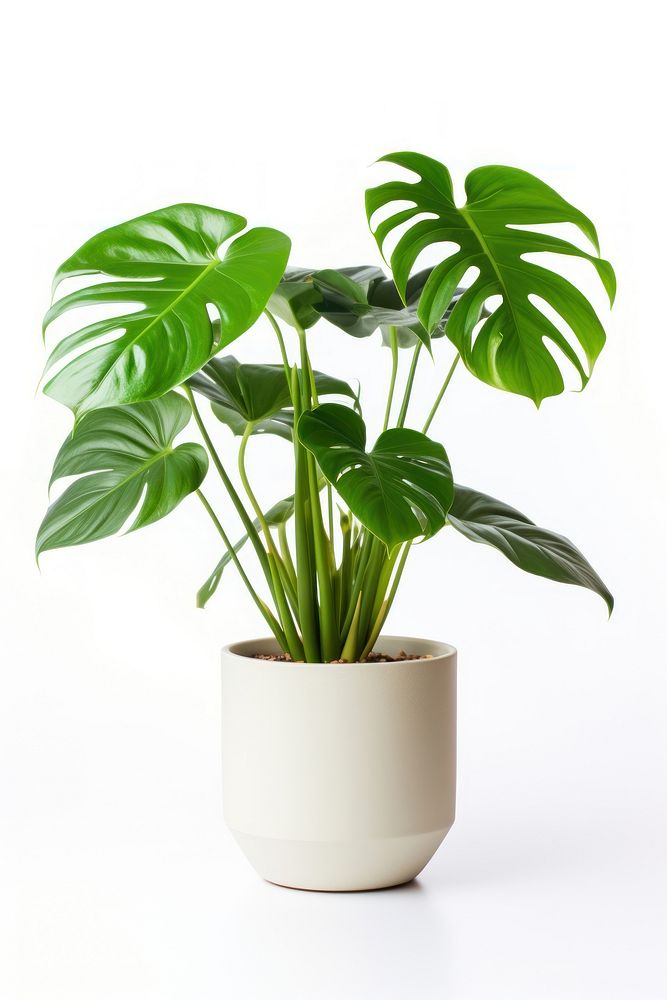Monstera in a pot plant leaf white background.