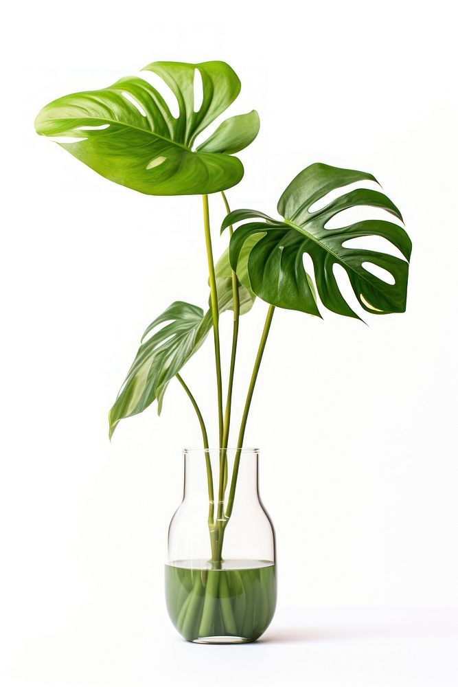 Monstera in a vase plant leaf white background.