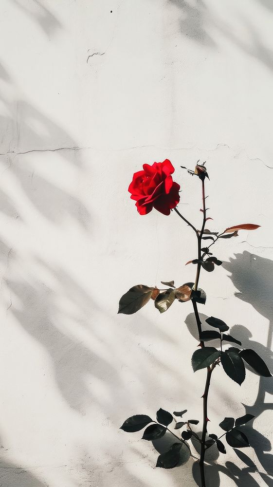Shadows of rose over white wall flower shadow plant.