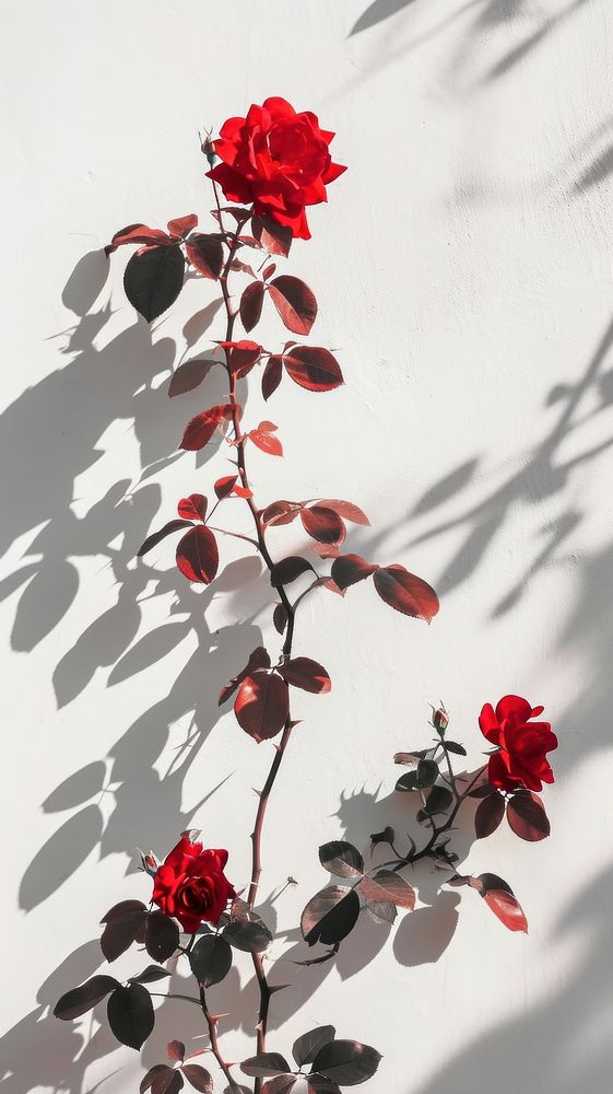 Shadows of rose over white wall flower shadow plant.