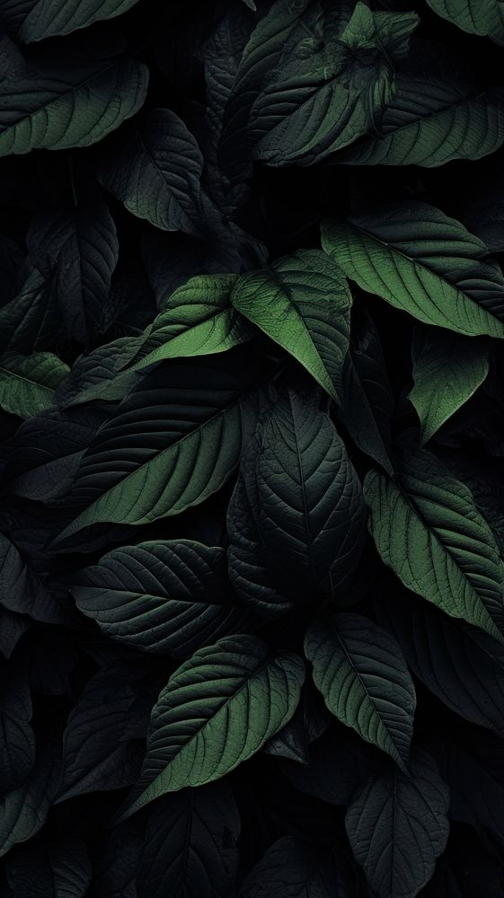  Leaves in black color plant backgrounds freshness. AI generated Image by rawpixel.