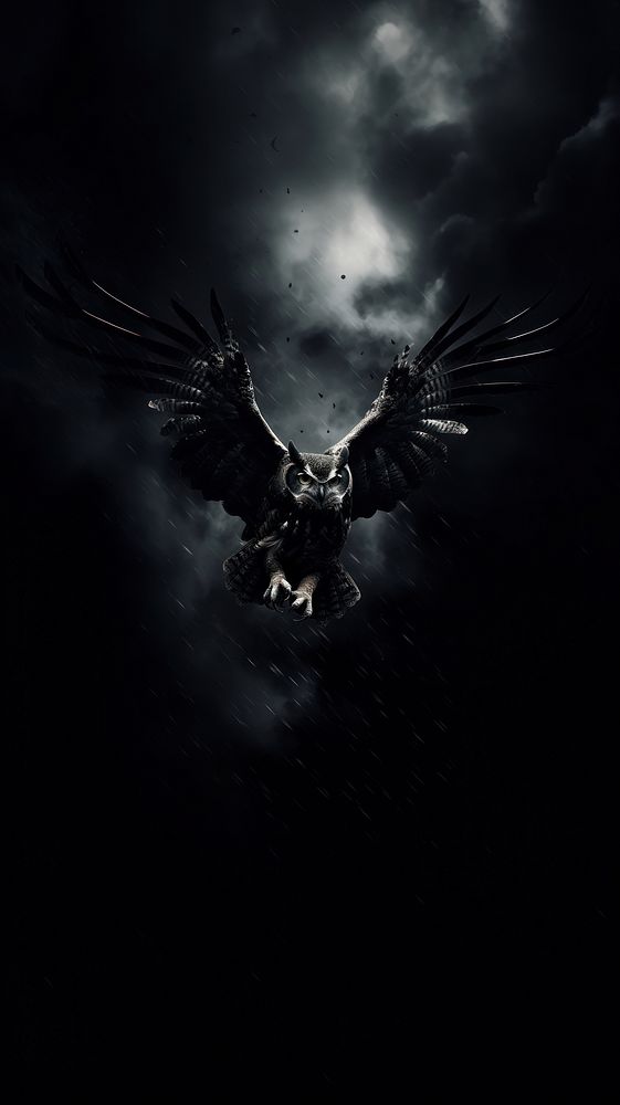  Owl flying in the sky animal black bird. 