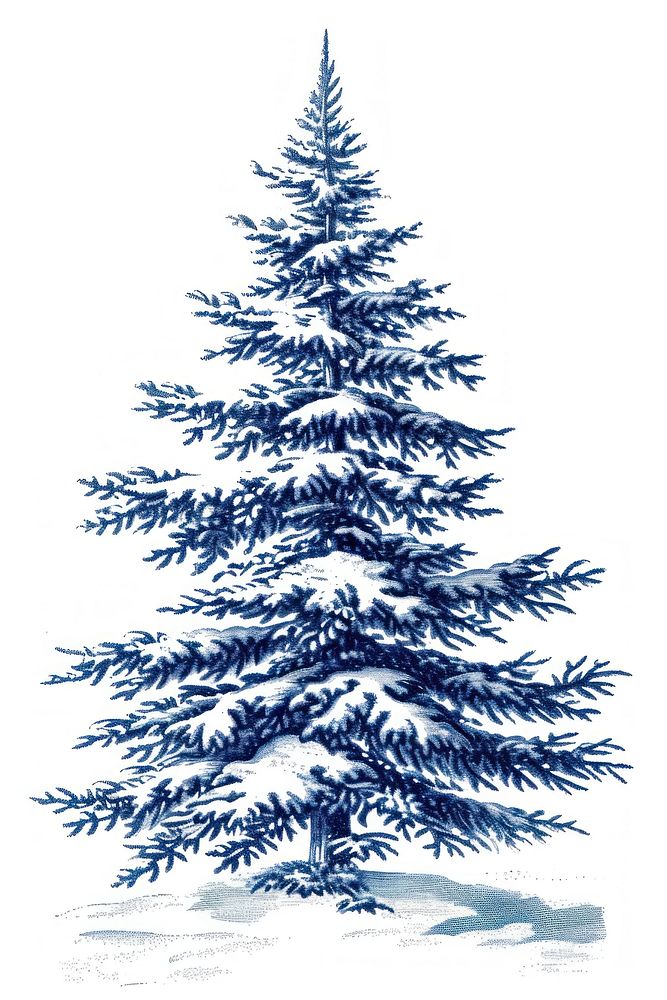 Antique of christmas tree drawing sketch plant.