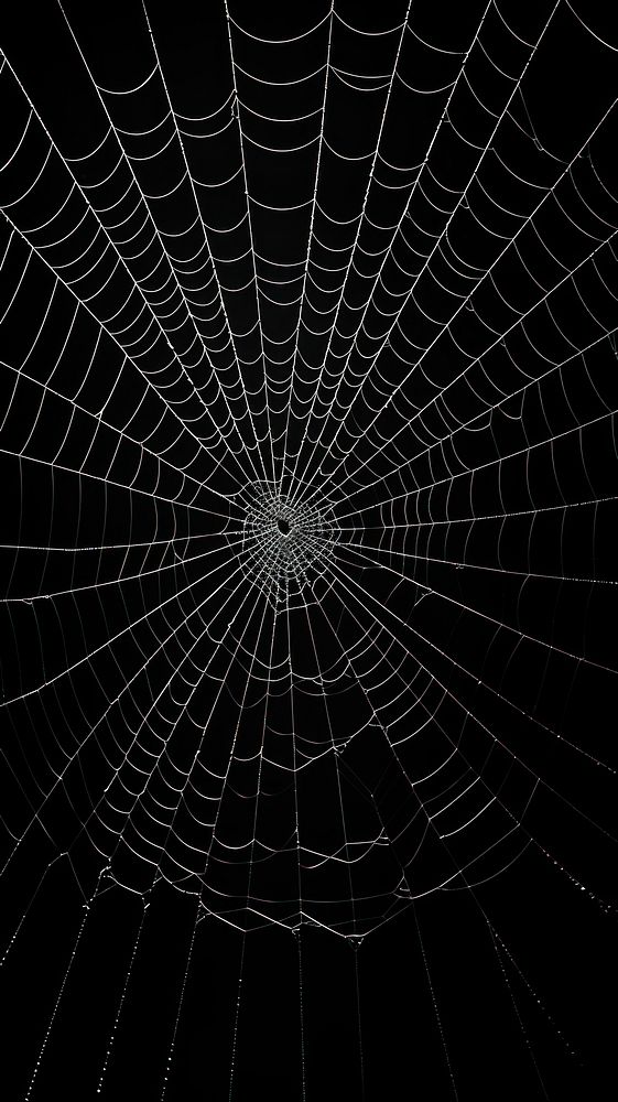 A spider web arachnid black invertebrate.