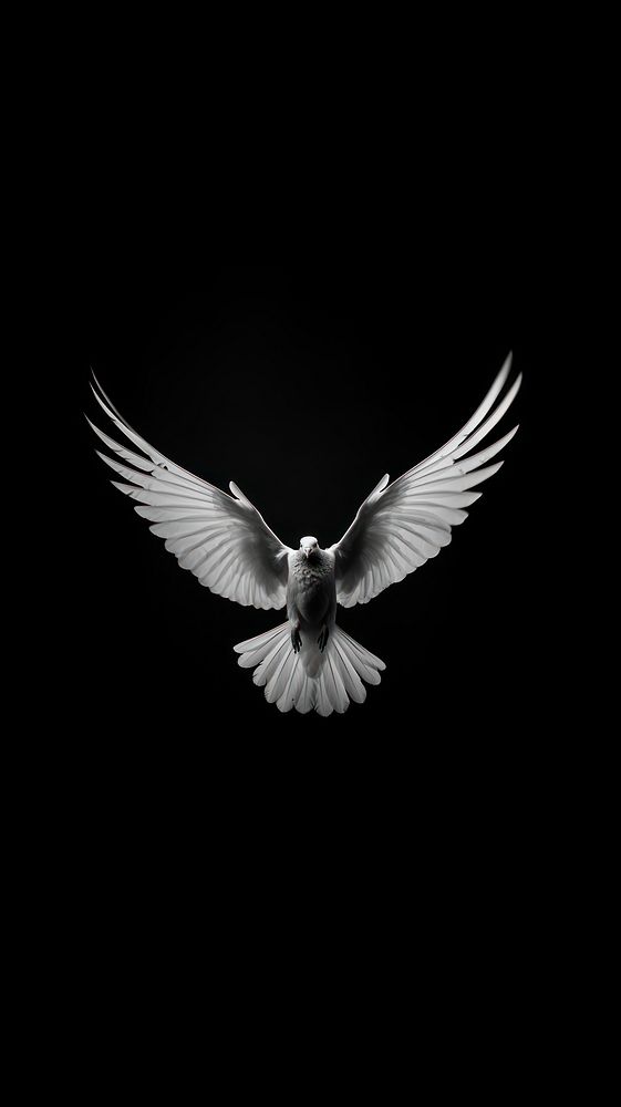 A white pegeon flying animal black bird.