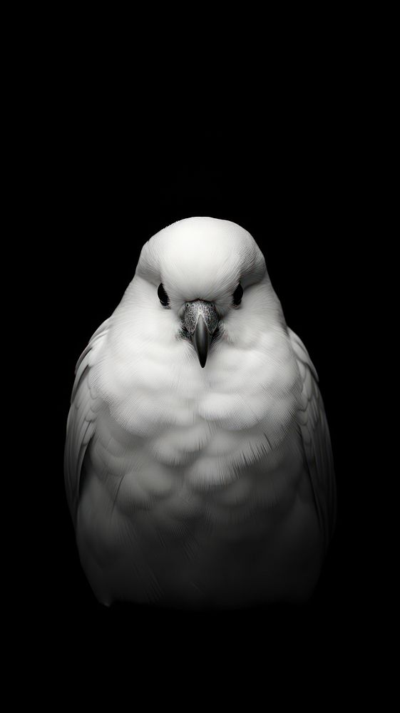 A white pegeon animal black bird.