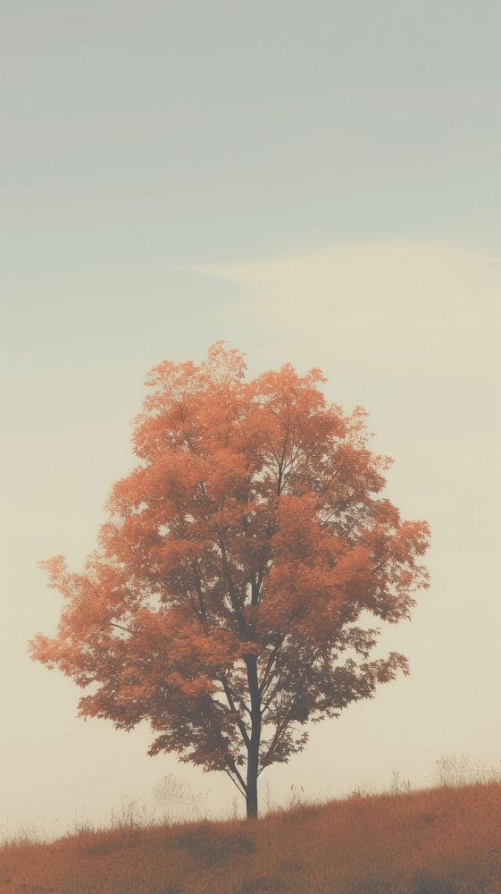 Aesthetic fall tree landscape wallpaper plant tranquility outdoors.