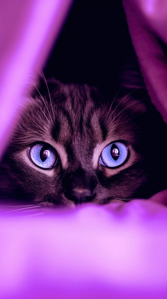  A cat hiding purple animal mammal. AI generated Image by rawpixel.