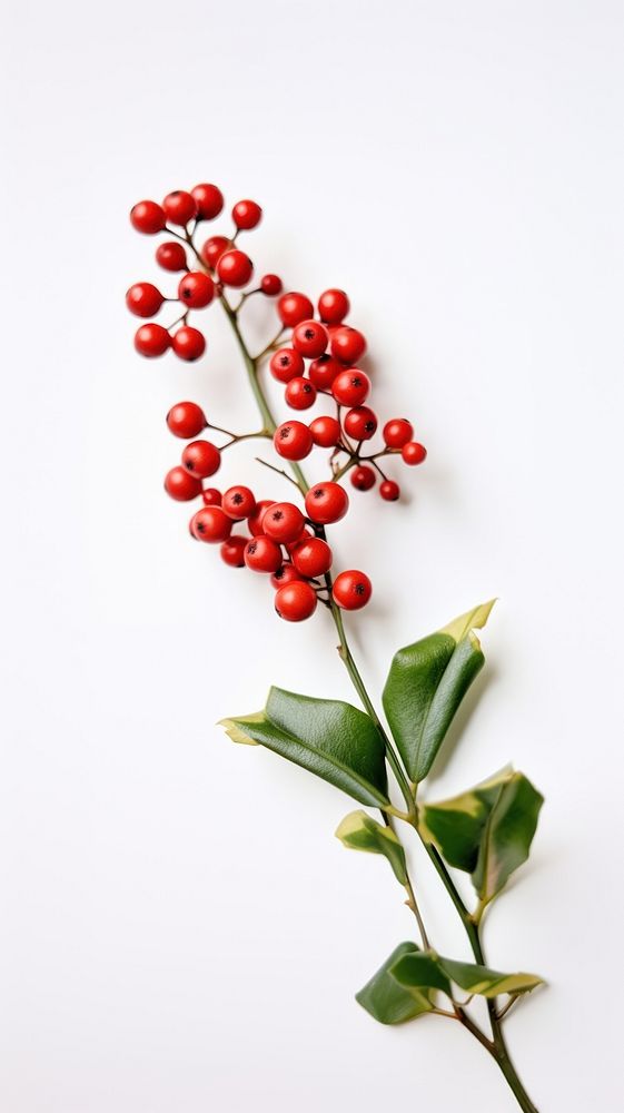 A holly on the white table flower cherry plant.