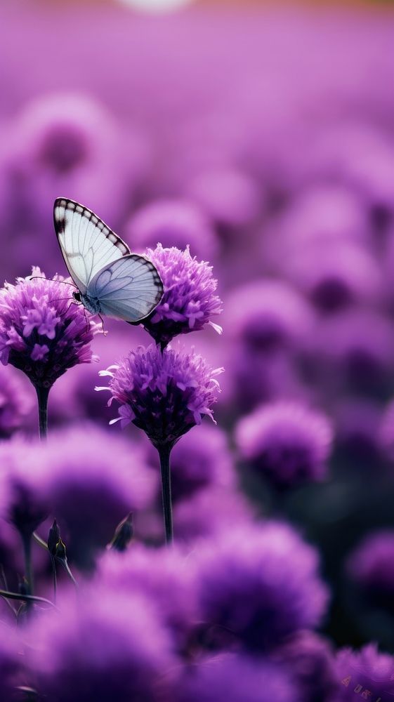  A purple butterfly flying in purple lavender flowers garden outdoors blossom nature. 