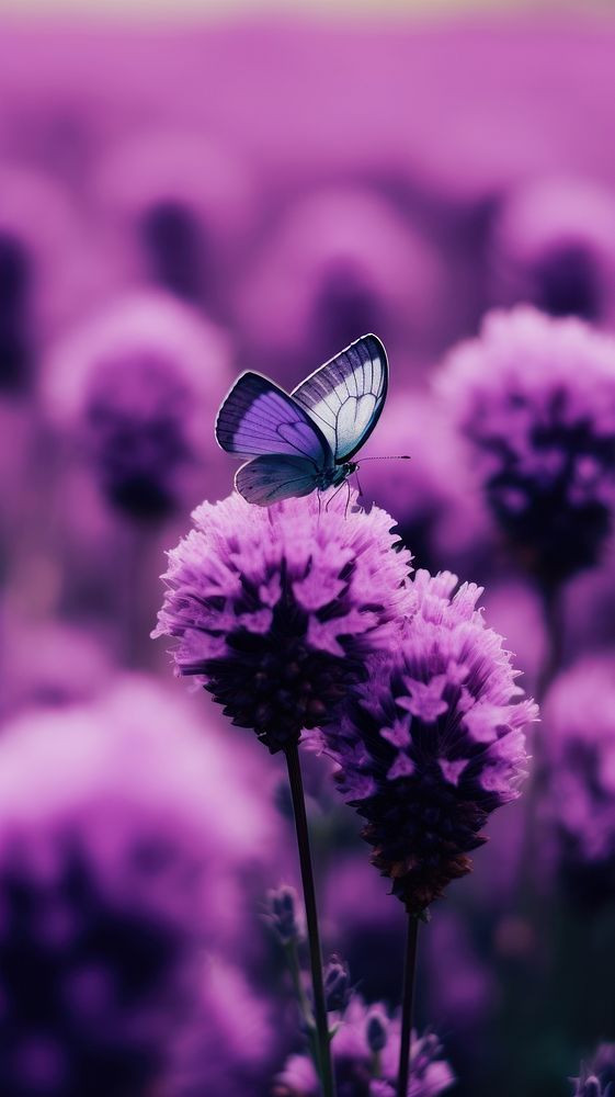  A purple butterfly flying in purple lavender flowers garden outdoors blossom nature. AI generated Image by rawpixel.