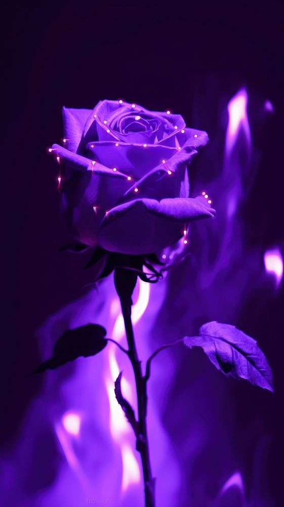  A purple rose on purple fire flower plant inflorescence. AI generated Image by rawpixel.