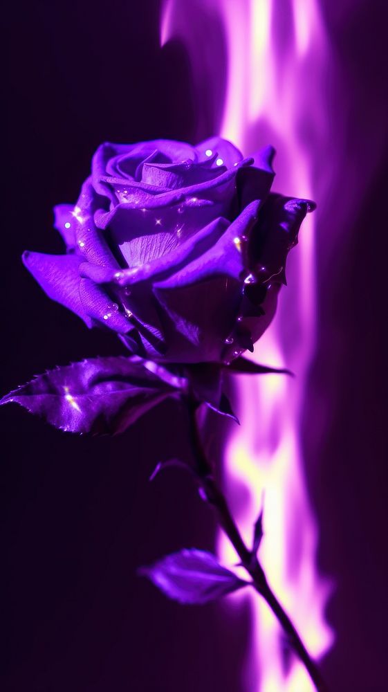  A purple rose on purple fire flower plant inflorescence. AI generated Image by rawpixel.