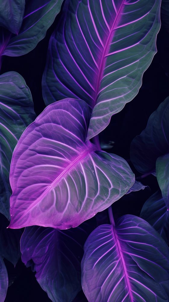  Purple big leaves backgrounds xanthosoma freshness. AI generated Image by rawpixel.