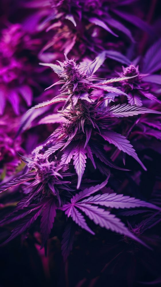 Purple haze cannabis wallpaper plant | Premium Photo - rawpixel