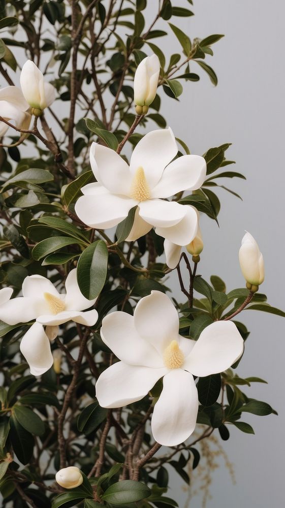 White magnolia flowers blossom orchid plant.