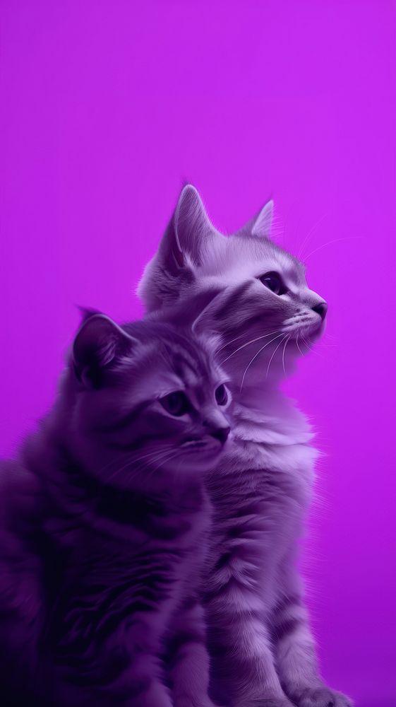  Two cat purple animal mammal. AI generated Image by rawpixel.