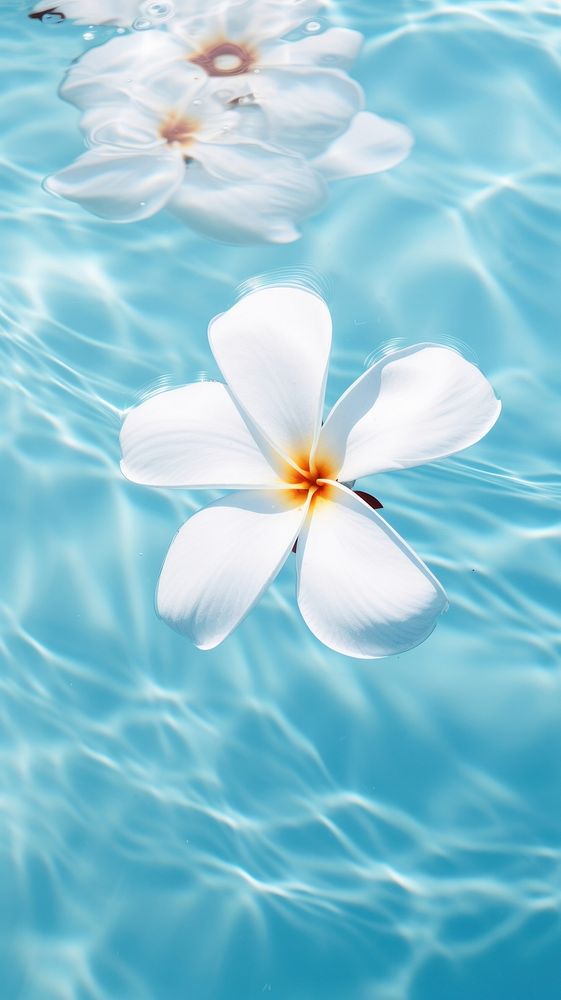 Plumeria flower floating outdoors nature petal. 